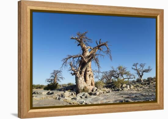 Baobab Trees, Kubu Island, Botswana-Paul Souders-Framed Premier Image Canvas