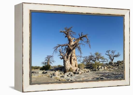 Baobab Trees, Kubu Island, Botswana-Paul Souders-Framed Premier Image Canvas