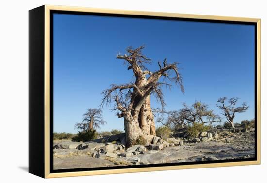 Baobab Trees, Kubu Island, Botswana-Paul Souders-Framed Premier Image Canvas