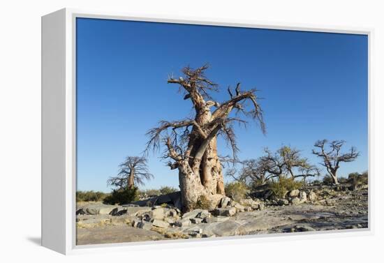 Baobab Trees, Kubu Island, Botswana-Paul Souders-Framed Premier Image Canvas
