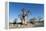 Baobab Trees, Kubu Island, Botswana-Paul Souders-Framed Premier Image Canvas