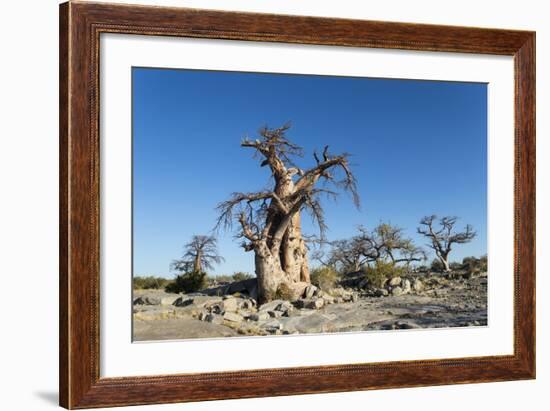 Baobab Trees, Kubu Island, Botswana-Paul Souders-Framed Photographic Print