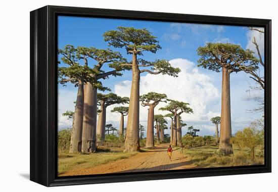 Baobab Trees, Morondava, Madagascar, Africa-Bruno Morandi-Framed Premier Image Canvas