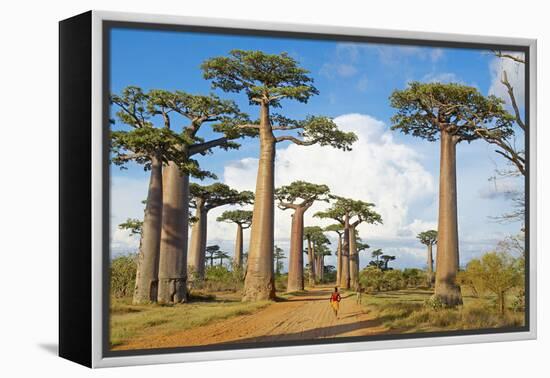 Baobab Trees, Morondava, Madagascar, Africa-Bruno Morandi-Framed Premier Image Canvas