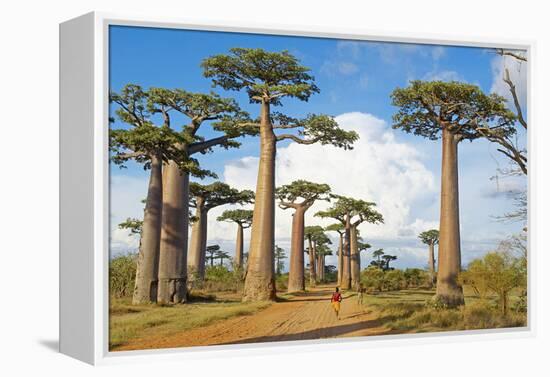 Baobab Trees, Morondava, Madagascar, Africa-Bruno Morandi-Framed Premier Image Canvas