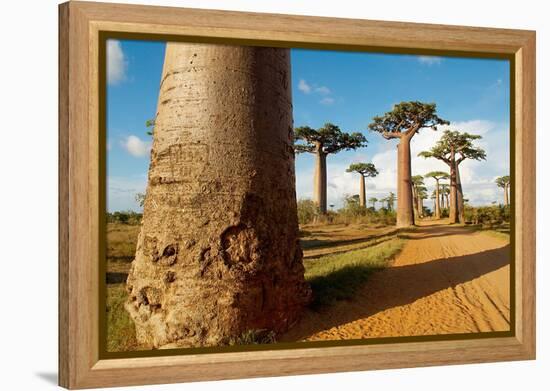 Baobab Trees, Morondava, Madagascar, Africa-Bruno Morandi-Framed Premier Image Canvas