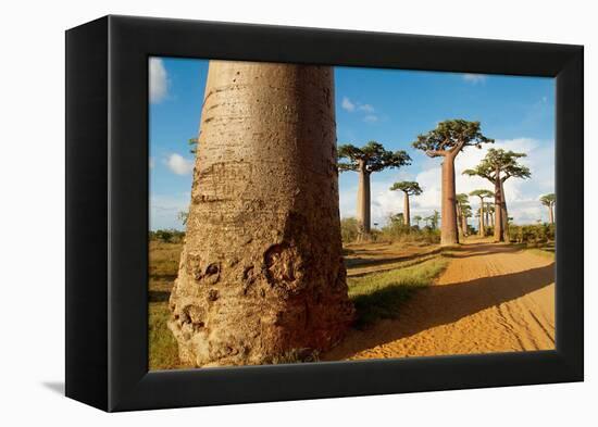 Baobab Trees, Morondava, Madagascar, Africa-Bruno Morandi-Framed Premier Image Canvas