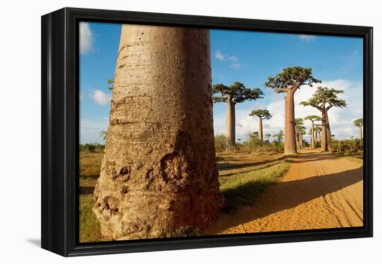 Baobab Trees, Morondava, Madagascar, Africa-Bruno Morandi-Framed Premier Image Canvas