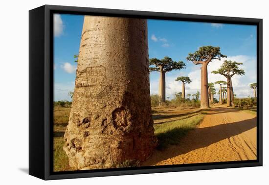 Baobab Trees, Morondava, Madagascar, Africa-Bruno Morandi-Framed Premier Image Canvas