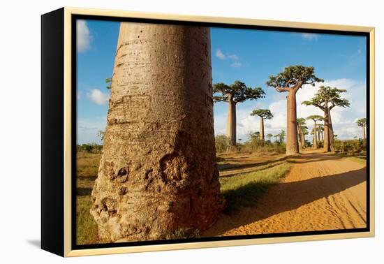 Baobab Trees, Morondava, Madagascar, Africa-Bruno Morandi-Framed Premier Image Canvas