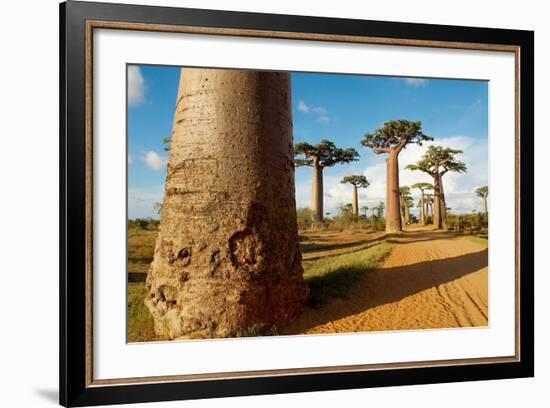 Baobab Trees, Morondava, Madagascar, Africa-Bruno Morandi-Framed Photographic Print