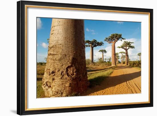 Baobab Trees, Morondava, Madagascar, Africa-Bruno Morandi-Framed Photographic Print