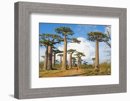 Baobab Trees, Morondava, Madagascar, Africa-Bruno Morandi-Framed Photographic Print