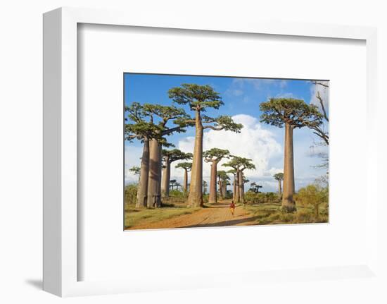 Baobab Trees, Morondava, Madagascar, Africa-Bruno Morandi-Framed Photographic Print