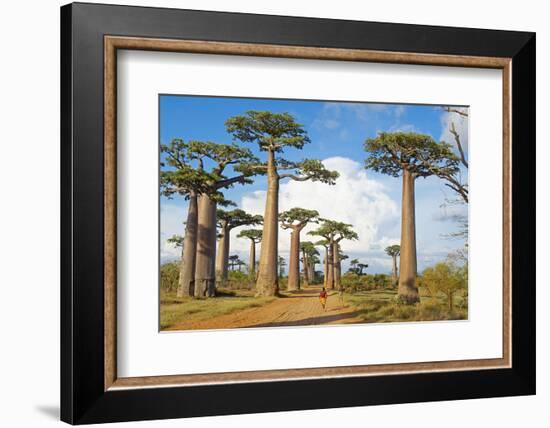 Baobab Trees, Morondava, Madagascar, Africa-Bruno Morandi-Framed Photographic Print