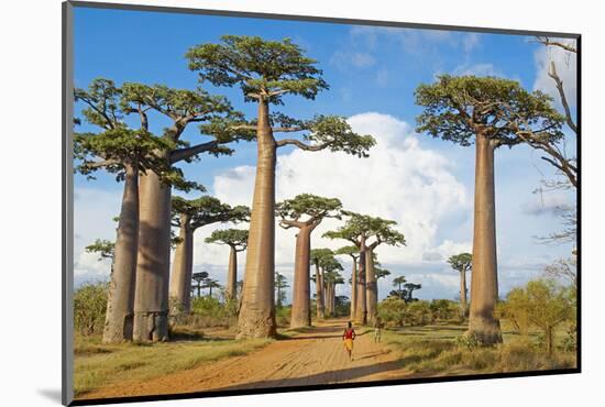 Baobab Trees, Morondava, Madagascar, Africa-Bruno Morandi-Mounted Photographic Print