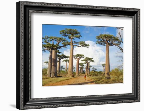 Baobab Trees, Morondava, Madagascar, Africa-Bruno Morandi-Framed Photographic Print