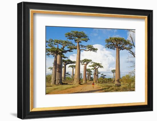 Baobab Trees, Morondava, Madagascar, Africa-Bruno Morandi-Framed Photographic Print