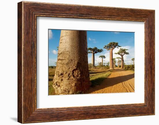 Baobab Trees, Morondava, Madagascar, Africa-Bruno Morandi-Framed Photographic Print