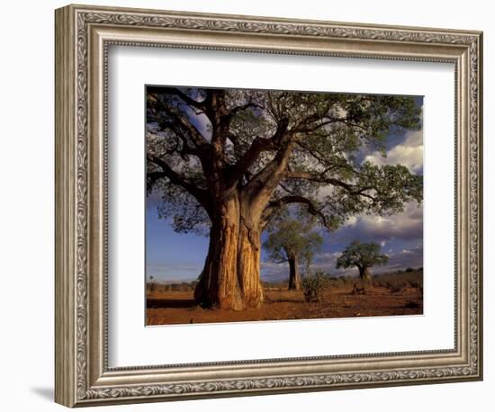 Baobab Trees, Tarangire National Park, Tanzania-Art Wolfe-Framed Photographic Print
