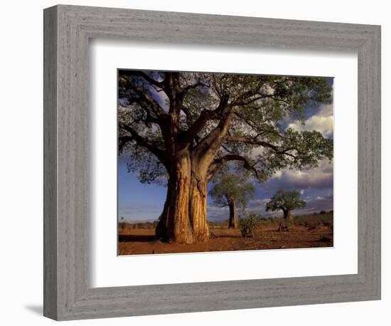 Baobab Trees, Tarangire National Park, Tanzania-Art Wolfe-Framed Photographic Print