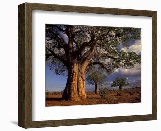 Baobab Trees, Tarangire National Park, Tanzania-Art Wolfe-Framed Photographic Print