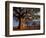 Baobab Trees, Tarangire National Park, Tanzania-Art Wolfe-Framed Photographic Print