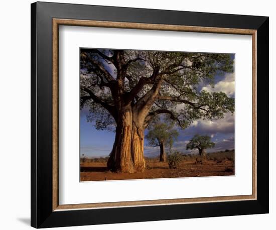 Baobab Trees, Tarangire National Park, Tanzania-Art Wolfe-Framed Photographic Print