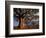 Baobab Trees, Tarangire National Park, Tanzania-Art Wolfe-Framed Photographic Print