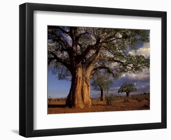 Baobab Trees, Tarangire National Park, Tanzania-Art Wolfe-Framed Photographic Print