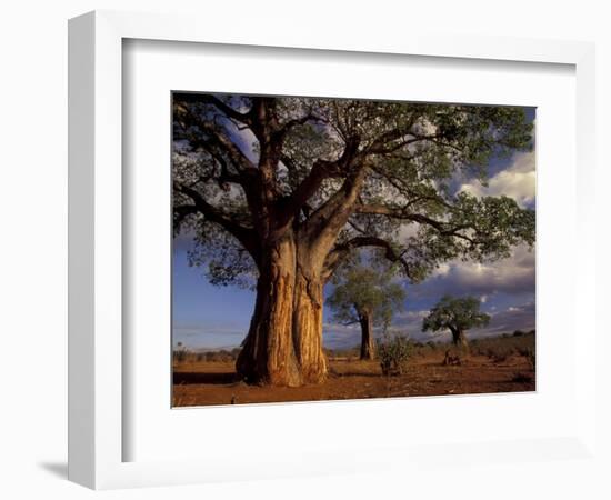 Baobab Trees, Tarangire National Park, Tanzania-Art Wolfe-Framed Photographic Print