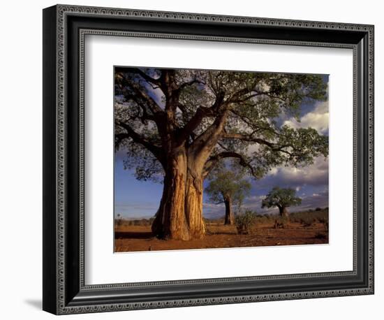 Baobab Trees, Tarangire National Park, Tanzania-Art Wolfe-Framed Photographic Print