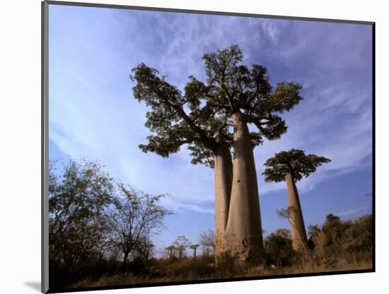 Baobab, Western Dry Forest, Morondava, Madagascar-Pete Oxford-Mounted Photographic Print