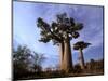 Baobab, Western Dry Forest, Morondava, Madagascar-Pete Oxford-Mounted Photographic Print