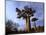 Baobab, Western Dry Forest, Morondava, Madagascar-Pete Oxford-Mounted Photographic Print