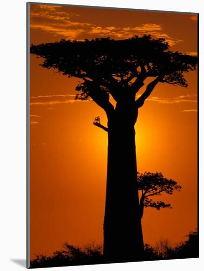 Baobab, Western Dry Forest, Morondava, Madagascar-Pete Oxford-Mounted Photographic Print