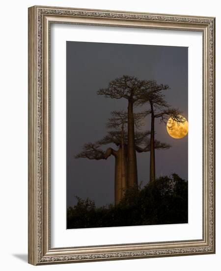 Baobabs (Adansonia) and moon, Morondava, Madagascar-Panoramic Images-Framed Photographic Print