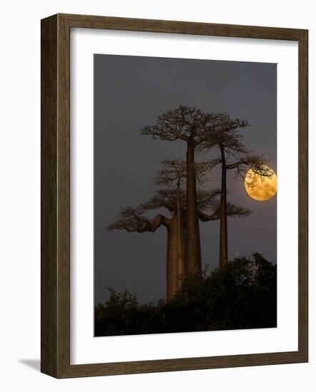 Baobabs (Adansonia) and moon, Morondava, Madagascar-Panoramic Images-Framed Photographic Print