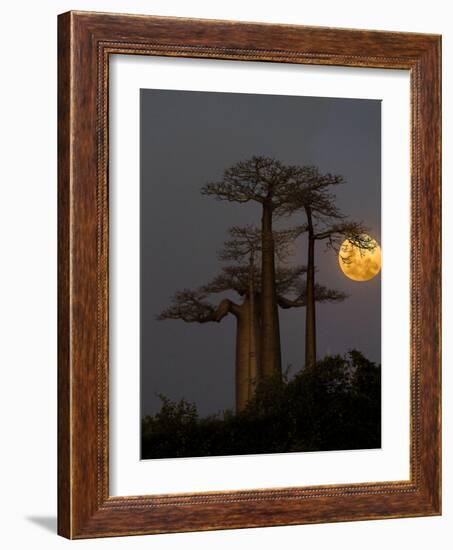 Baobabs (Adansonia) and moon, Morondava, Madagascar-Panoramic Images-Framed Photographic Print