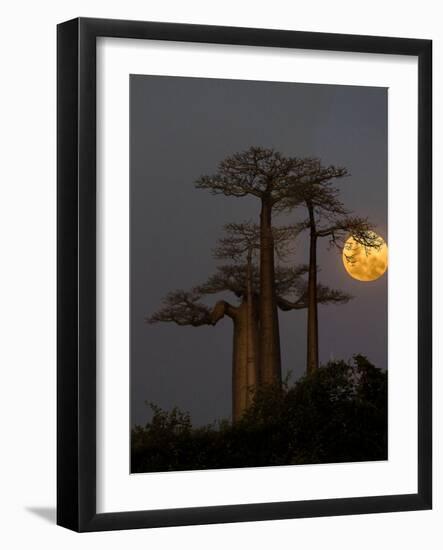 Baobabs (Adansonia) and moon, Morondava, Madagascar-Panoramic Images-Framed Photographic Print