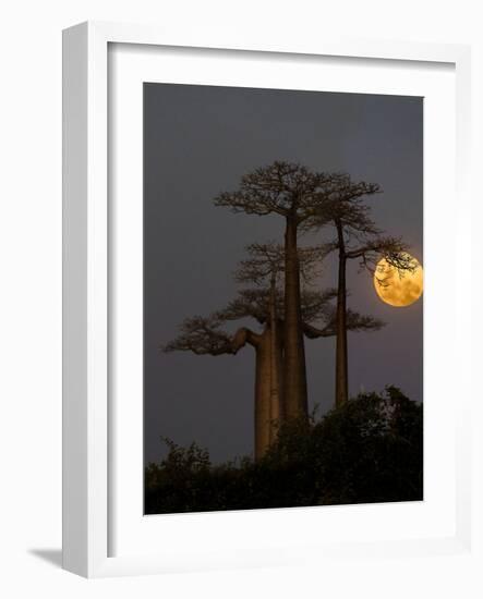 Baobabs (Adansonia) and moon, Morondava, Madagascar-Panoramic Images-Framed Photographic Print