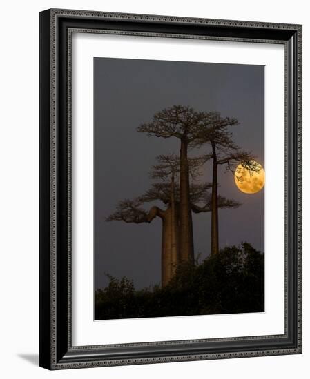 Baobabs (Adansonia) and moon, Morondava, Madagascar-Panoramic Images-Framed Photographic Print