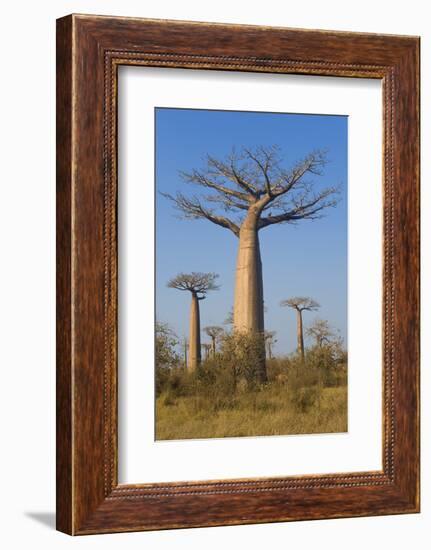 Baobabs (Adansonia Grandidieri), Morondava, Madagascar, Africa-Gabrielle and Michel Therin-Weise-Framed Photographic Print