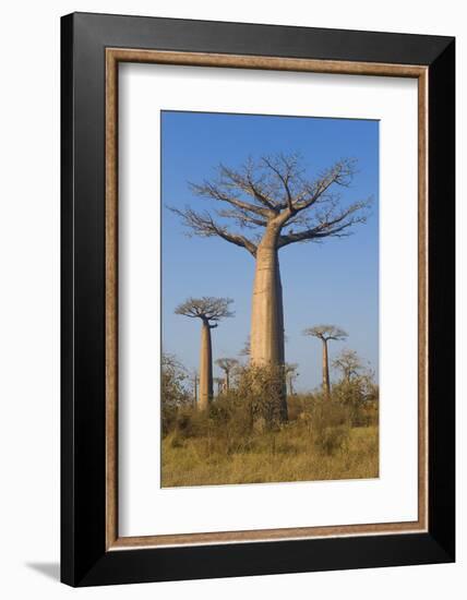 Baobabs (Adansonia Grandidieri), Morondava, Madagascar, Africa-Gabrielle and Michel Therin-Weise-Framed Photographic Print