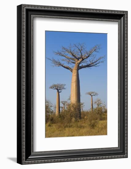 Baobabs (Adansonia Grandidieri), Morondava, Madagascar, Africa-Gabrielle and Michel Therin-Weise-Framed Photographic Print