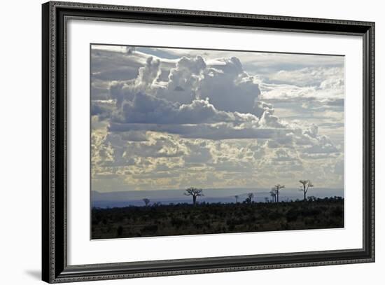 Baobabs Landscape, Region of Ihosy, Madagascar, Africa-J P De Manne-Framed Photographic Print