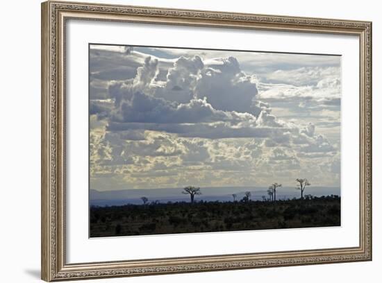 Baobabs Landscape, Region of Ihosy, Madagascar, Africa-J P De Manne-Framed Photographic Print