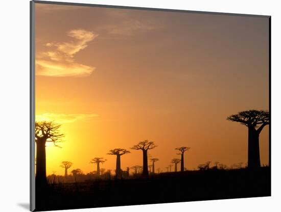 Baobabs, Morondava, Madagascar-Pete Oxford-Mounted Photographic Print