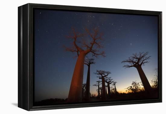 Baobob Tree, Madagascar-Art Wolfe-Framed Premier Image Canvas