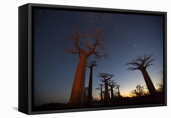 Baobob Tree, Madagascar-Art Wolfe-Framed Premier Image Canvas